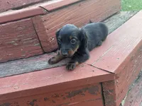 Scout, a male Miniature Dachshund for sale in Chatsworth, GA – Photo 3 of 3