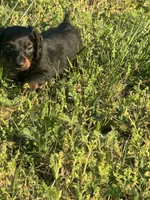 Scout, a male Miniature Dachshund for sale in Chatsworth, GA – Photo 2 of 3