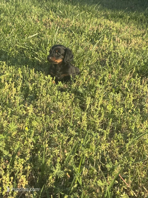 Scout, a male Miniature Dachshund for sale in Chatsworth, GA – Photo 1 of 3
