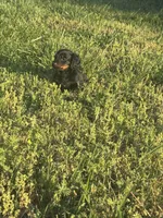 Scout, a male Miniature Dachshund for sale in Chatsworth, GA – Photo 1 of 3