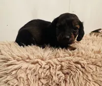 Boy 1, a male Miniature Dachshund for sale in Chatsworth, GA – Photo 2 of 2