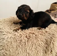 Boy 1, a male Miniature Dachshund for sale in Chatsworth, GA – Photo 1 of 2