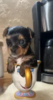 Yorkie , a male Yorkshire Terrier for sale in San Diego, CA – 1 of 1