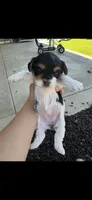 Yorkshire  6199520115, a female Yorkshire Terrier for sale in San Diego, CA – 4 of 7