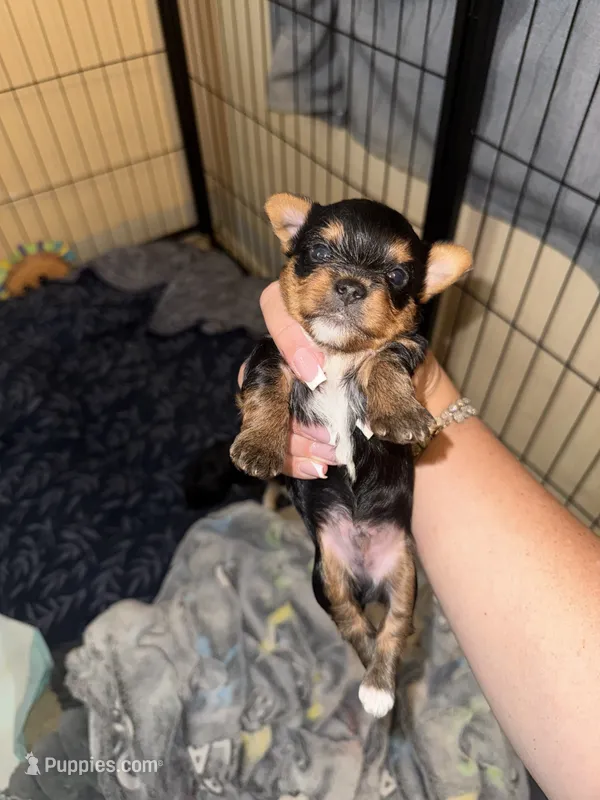 Yorkshire  6199520115 – Yorkshire Terrier puppy for sale in San Diego, CA
