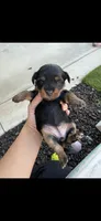 Yorkshire  6199520115, a female Yorkshire Terrier for sale in San Diego, CA – 5 of 7