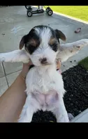 Yorkshire  6199520115, a female Yorkshire Terrier for sale in San Diego, CA – 2 of 7