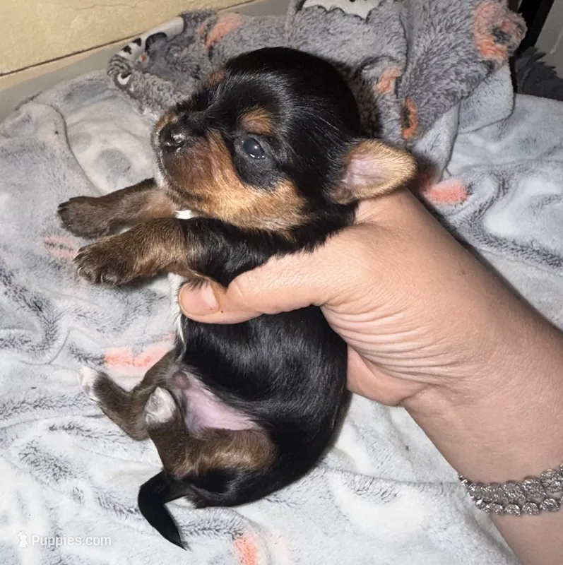 Yorkshire  6199520115 – Yorkshire Terrier puppy for sale in San Diego, CA