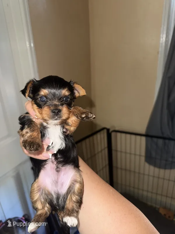 Yorkie male – Yorkshire Terrier puppy for sale in San Diego, CA
