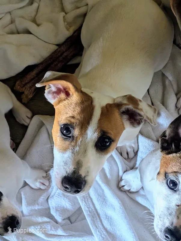 Titan – Jack Russell Terrier puppy for sale in Wylie, TX