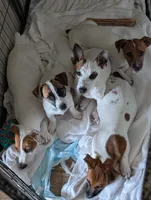 Maggie, a female Jack Russell Terrier for sale in Wylie, TX – 3 of 4