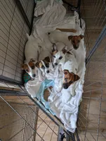 Titan, a male Jack Russell Terrier for sale in Wylie, TX – 5 of 5