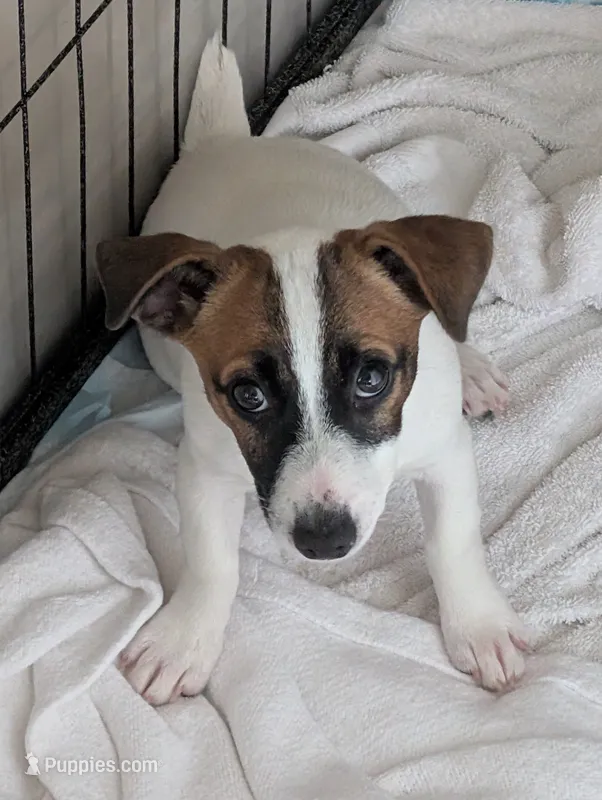 Maggie – Jack Russell Terrier puppy for sale in Wylie, TX