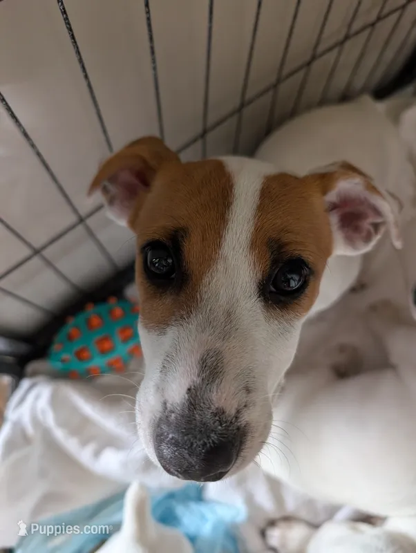 Titan – Jack Russell Terrier puppy for sale in Wylie, TX