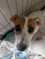 Titan, a male Jack Russell Terrier for sale in Wylie, TX – 1 of 5