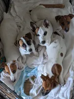 Phoenix , a male Jack Russell Terrier for sale in Wylie, TX – 2 of 3