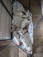Eize, a female Jack Russell Terrier for sale in Wylie, TX – 2 of 4