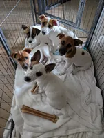 Maggie, a female Jack Russell Terrier for sale in Wylie, TX – 4 of 4