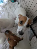 Titan, a male Jack Russell Terrier for sale in Wylie, TX – 3 of 5