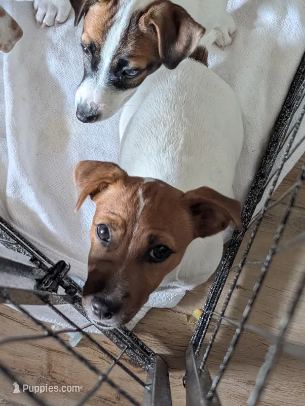 Phoenix  – Jack Russell Terrier puppy for sale in Wylie, TX