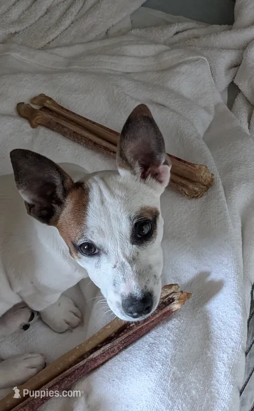 Eize – Jack Russell Terrier puppy for sale in Wylie, TX