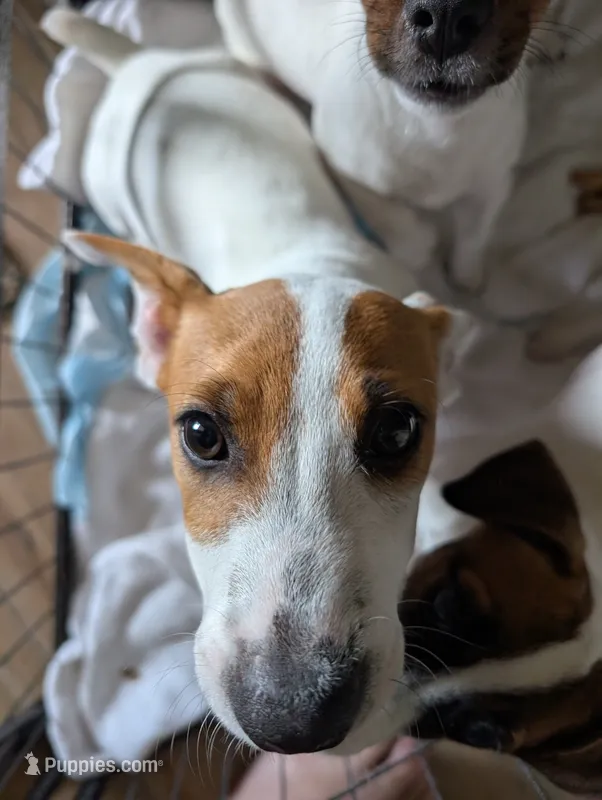 Phoenix  – Jack Russell Terrier puppy for sale in Wylie, TX