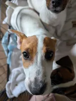 Phoenix , a male Jack Russell Terrier for sale in Wylie, TX – 1 of 3