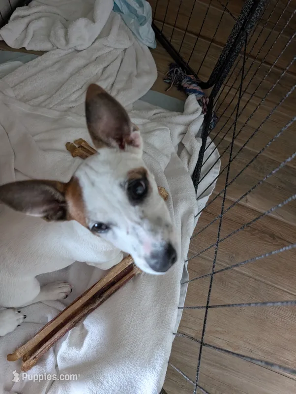 Eize – Jack Russell Terrier puppy for sale in Wylie, TX