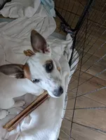 Eize, a female Jack Russell Terrier for sale in Wylie, TX – 1 of 4