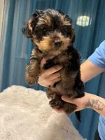 Boy Yorkie, a male Yorkshire Terrier for sale in Vallejo, CA – Photo 6 of 6