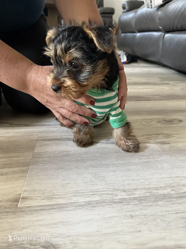 Boy Yorkie – Yorkshire Terrier puppy for sale in Vallejo, CA
