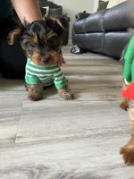 Boy Yorkie, a male Yorkshire Terrier for sale in Vallejo, CA – Photo 2 of 6