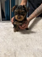 Boy Yorkie, a male Yorkshire Terrier for sale in Vallejo, CA – Photo 5 of 6