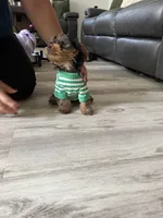 Boy Yorkie, a male Yorkshire Terrier for sale in Vallejo, CA – Photo 3 of 6