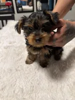 Boy Yorkie, a male Yorkshire Terrier for sale in Vallejo, CA – Photo 4 of 6