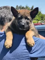 You Name It, a male German Shepherd Dog for sale in Merced, CA – 4 of 4