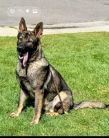 You Name It, a male German Shepherd Dog for sale in Merced, CA – 2 of 4