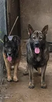 You Name It, a male German Shepherd Dog for sale in Merced, CA – 3 of 4