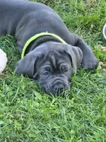 Blue Ivy, a female Cane Corso for sale in Mansfield, OH – 2 of 2