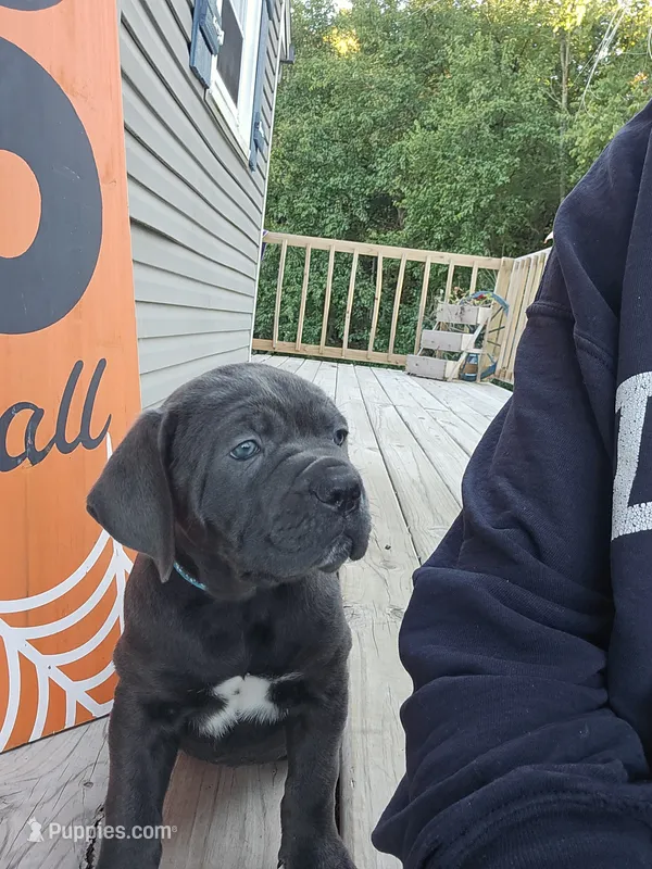 Blue Ivy – Cane Corso puppy for sale in Mansfield, OH