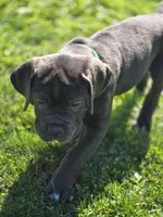Buddy, a male Cane Corso for sale in Mansfield, OH – 2 of 3