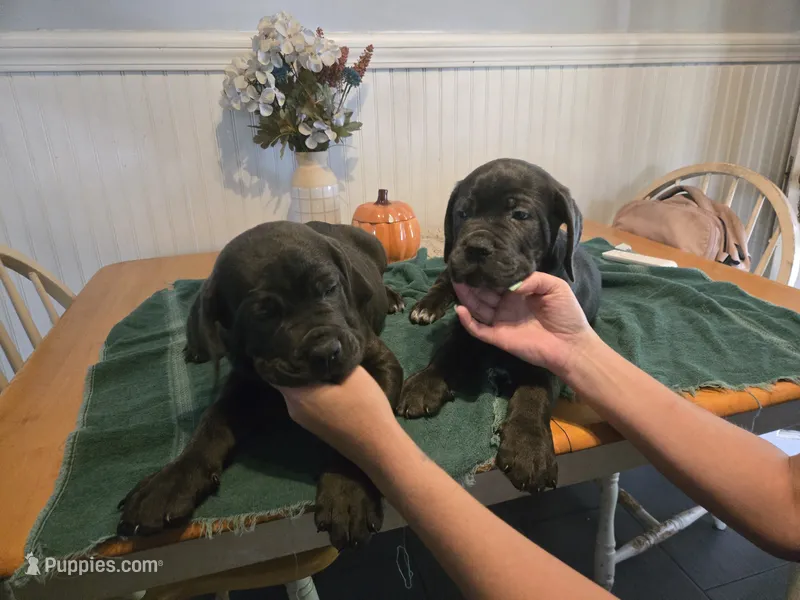 Buddy – Cane Corso puppy for sale in Mansfield, OH
