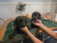 Buddy, a male Cane Corso for sale in Mansfield, OH – 1 of 3