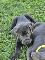 Buddy, a male Cane Corso for sale in Mansfield, OH – 3 of 3