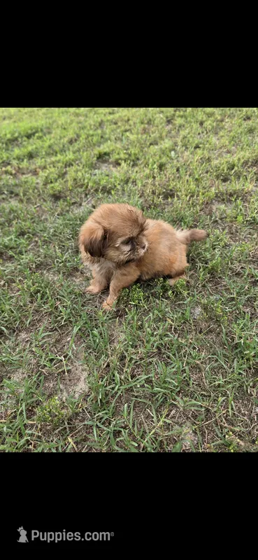 Not have name – Shih Tzu puppy for sale in Dudley, NC