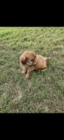 Not have name, a female Shih Tzu for sale in Dudley, NC – 1 of 5