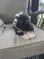 Not have name yet , a male Shih Tzu for sale in Dudley, NC – 3 of 7