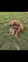 Not have name, a female Shih Tzu for sale in Dudley, NC – 4 of 5
