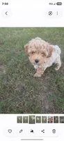 Not name, a male Poodle - Toy  for sale in Dudley, NC – 7 of 7