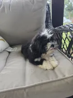 Not have name yet , a male Shih Tzu for sale in Dudley, NC – 2 of 7